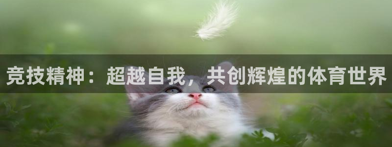 678体育app